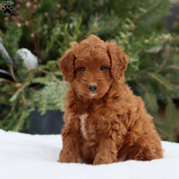 Fern, Mini Goldendoodle Puppy